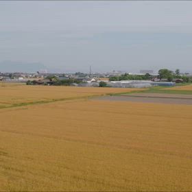 麦秋の郷 玉村町の麦畑の画像