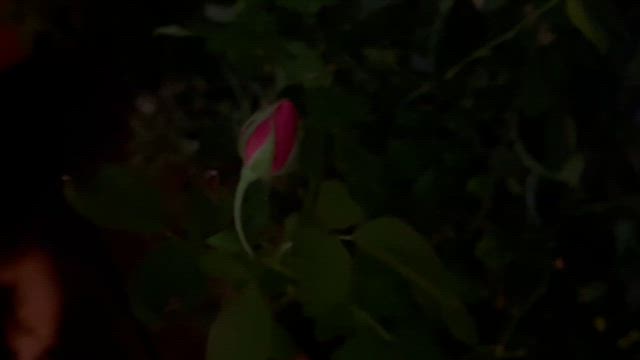 夏にバラを休ませない！摘蕾と“ひと工夫”で秋花につなげる方法の記事動画