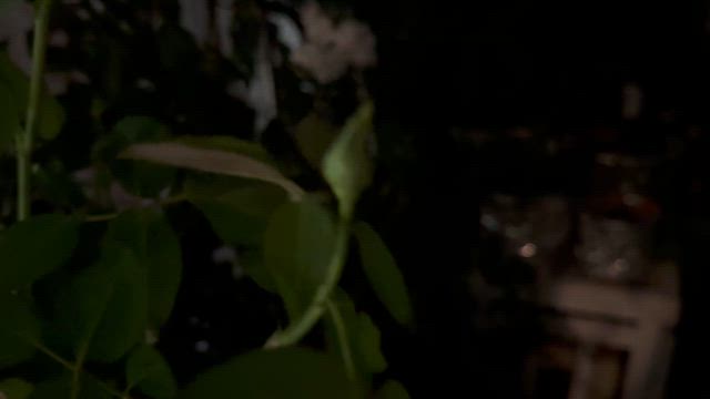 夏にバラを休ませない！摘蕾と“ひと工夫”で秋花につなげる方法の記事動画