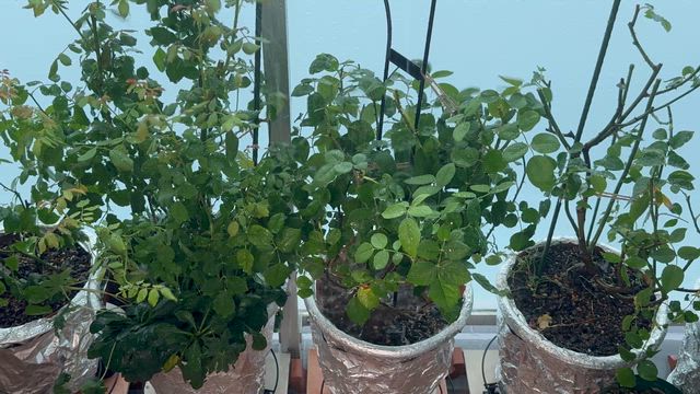 雨の日にびっくり！鉢底ネットで差が出た鉢バラの“水はけ運命”の記事動画