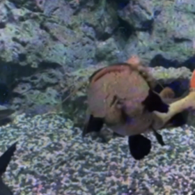 水族館の画像