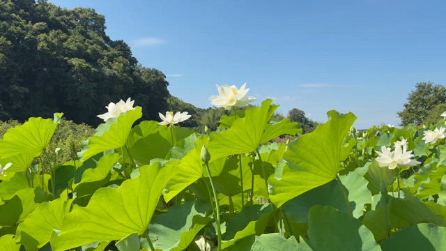 今年も行けた　古代蓮の記事動画