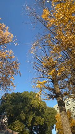 お礼を言いに行きましたの記事動画