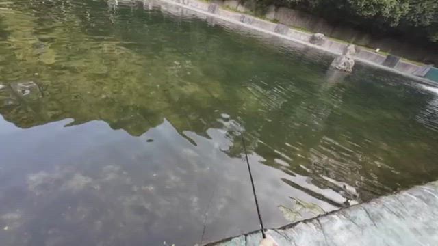 串団子スプラッシャー出荷の記事動画