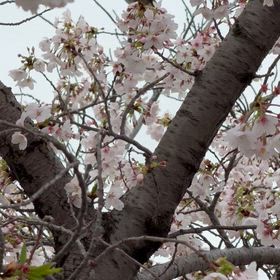 桜と鳥の画像