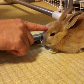うとうとの画像