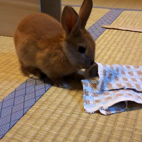 ハンカチ遊びの画像