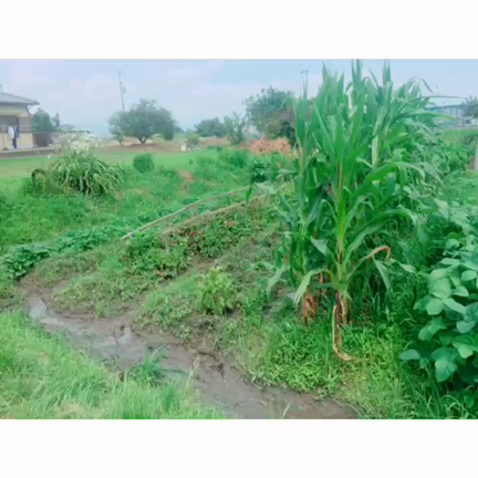 衝撃！！変わり果てた畑姿。前回と比較／今日の収穫京野菜★南瓜の実のなる位置は！？の記事動画