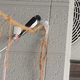 寛いでる〜　つばめの画像