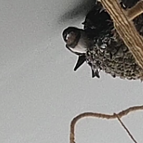 初フライト成功〜　つばめヒナの画像