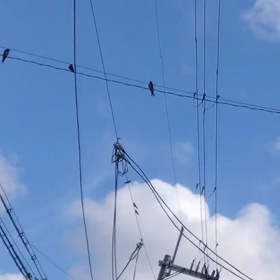 ツバメ　全員集合〜？の画像