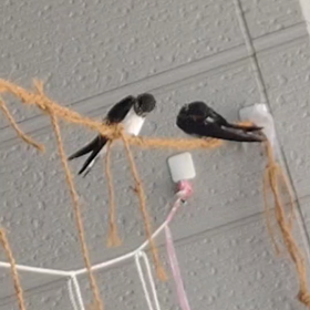 ツバメ夫婦　超　仲ええ〜の画像