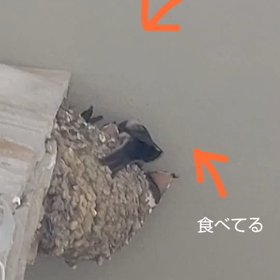 お帰り〜　ツバメヒナの画像