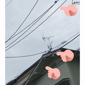 つばめ　ひな　親鳥とのコラボの画像