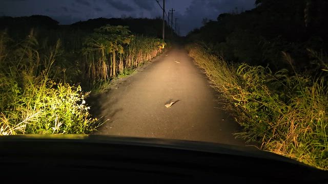 今日の池間島の記事動画