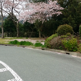 桜吹雪の画像