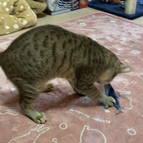 修行中の画像