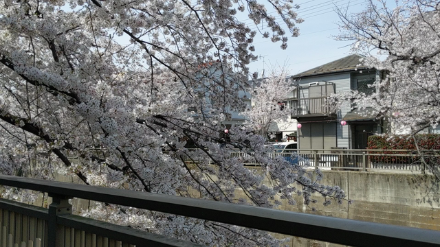 さくらの記事動画