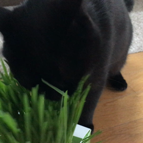 草を喰らう季節の画像