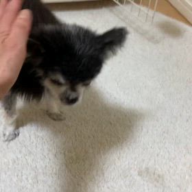 涙雨の画像