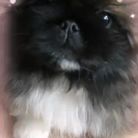 行った行ったの画像