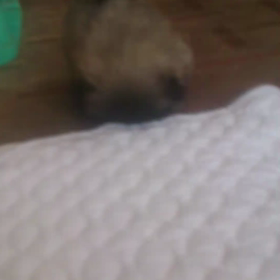 大きくなりましたの画像
