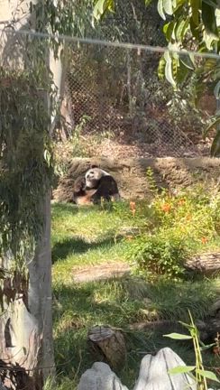 【シンママ海外旅行2日目】世界一のサンディエゴ動物園の記事動画