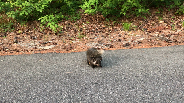 かわいい動物の巻の記事動画