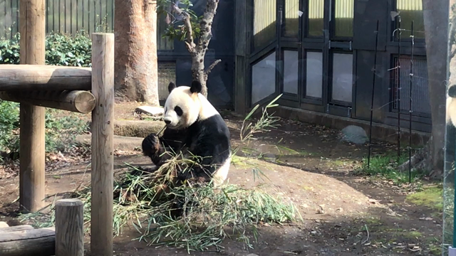 お花見日和の巻の記事動画
