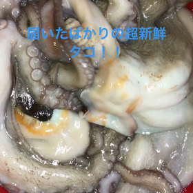 タコの画像