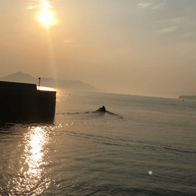 ワカメ採りの画像