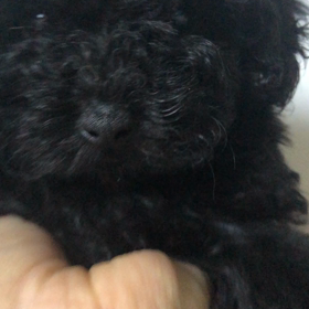 お顔の動画でー  す その3の画像