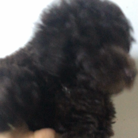 お顔の動画でーすの画像