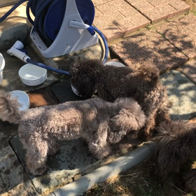 お庭にずっといたいねの画像