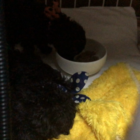 ブラウンプードル子犬　ご飯ペチャペチャの画像
