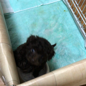 カホちゃんの画像