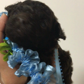 22日目 子犬ちゃん動画の画像