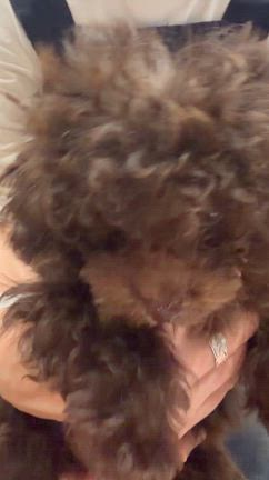 キアナちゃんのお腹の動画の記事動画