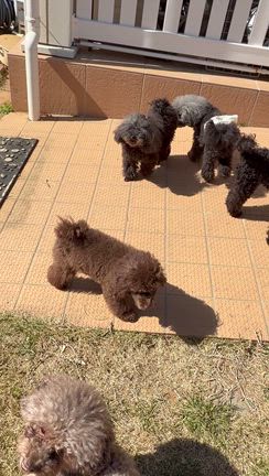 ケコア　虫干し　笑の記事動画