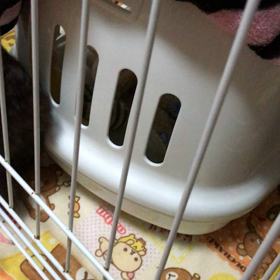 ココレカ元気になりました！の画像