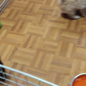 まーくん。の画像