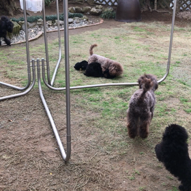 お庭ランラン、ハナくんもいるよ。の画像