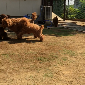 闘犬たち。の画像