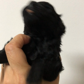 怖がりさんなのの画像