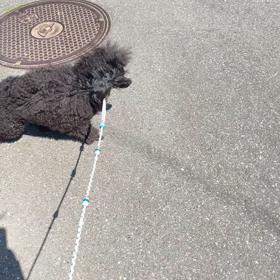 六花ちゃんの画像