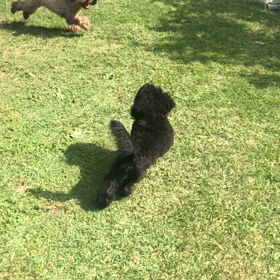 バタフライの画像