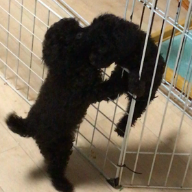 ノニとメリの画像