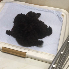 朝ごはんの後の画像