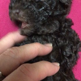 ククルの画像