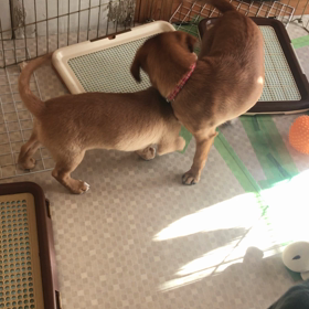 ピコと３匹の仔犬たち６８日目（３月５日）の画像